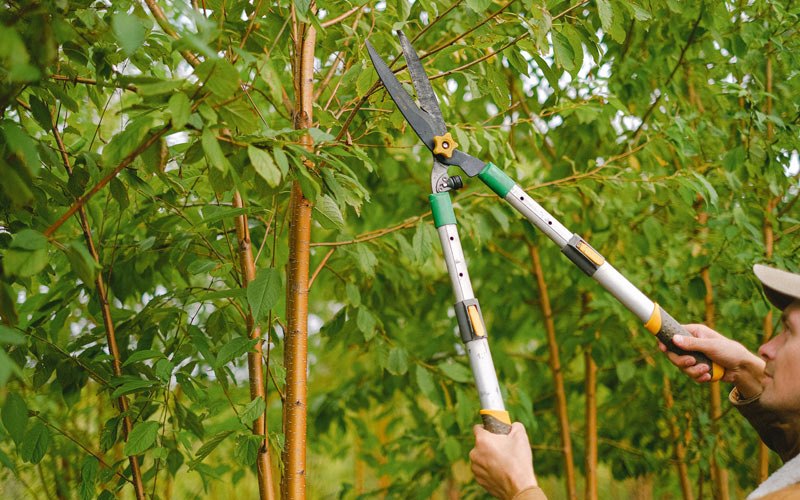 Tree trimming in Hamilton, IA